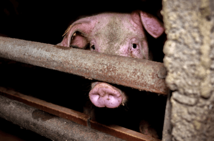 Website: Arme Schweine