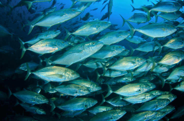 Blogpost: Das musst du über Fische und Fischerei wissen