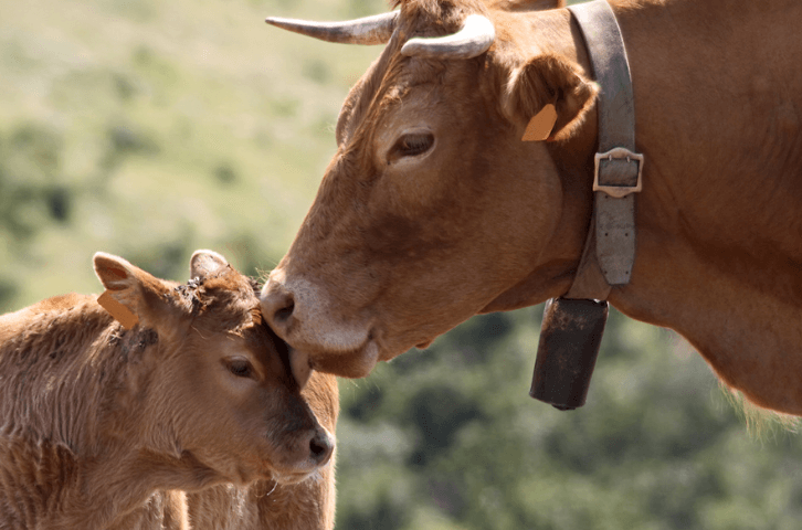 Blogpost: Kuhmilch braucht Warnhinweise, nicht Werbung