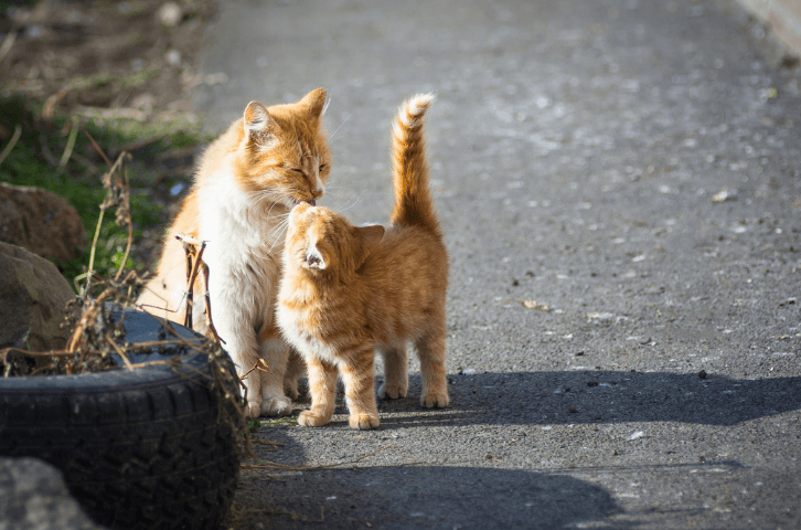 Info-Seite: Tiere zuhause