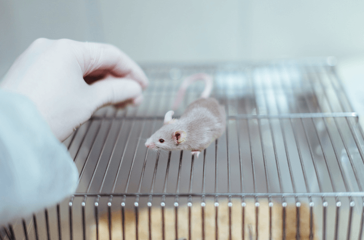 Info-Seite: Tierversuche